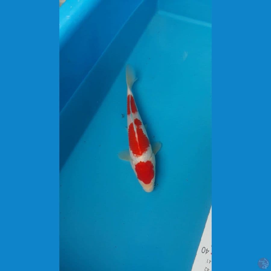 kohaku 20cm