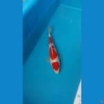 kohaku 20cm