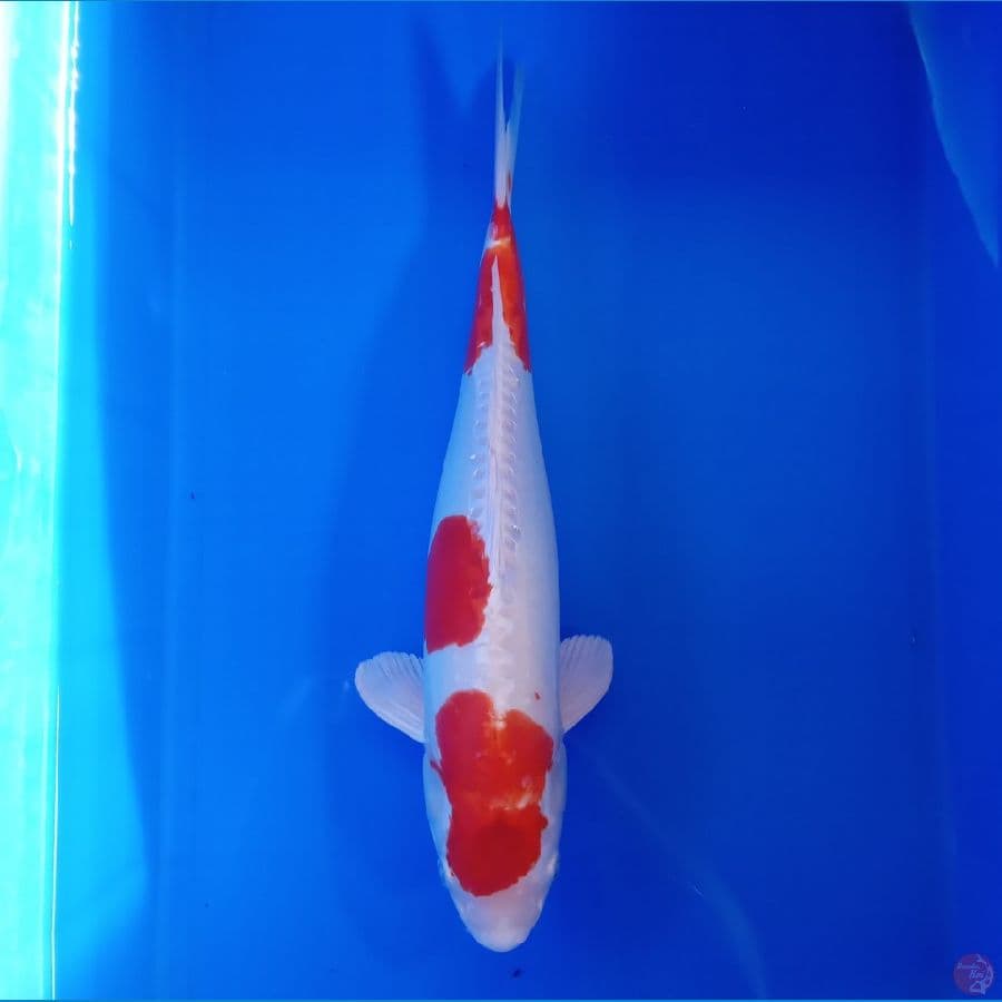 KANSAI - KIKUSHUI MALE 41CM