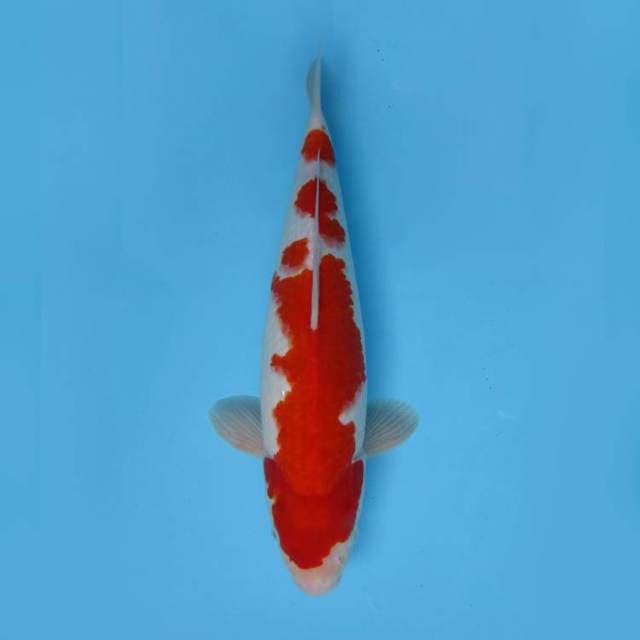 11. HANA TSUKI ~ KOHAKU BAKAT JUMBO,-