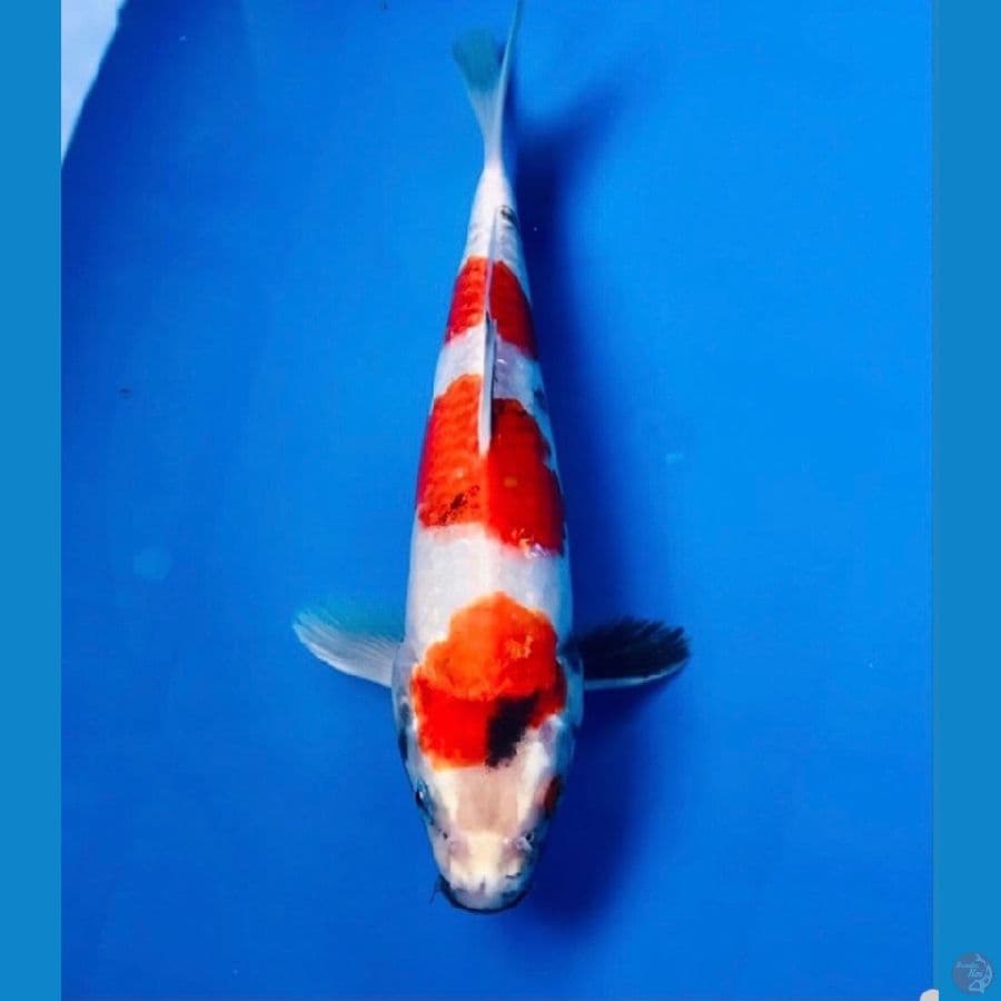 showa hikari 24cm