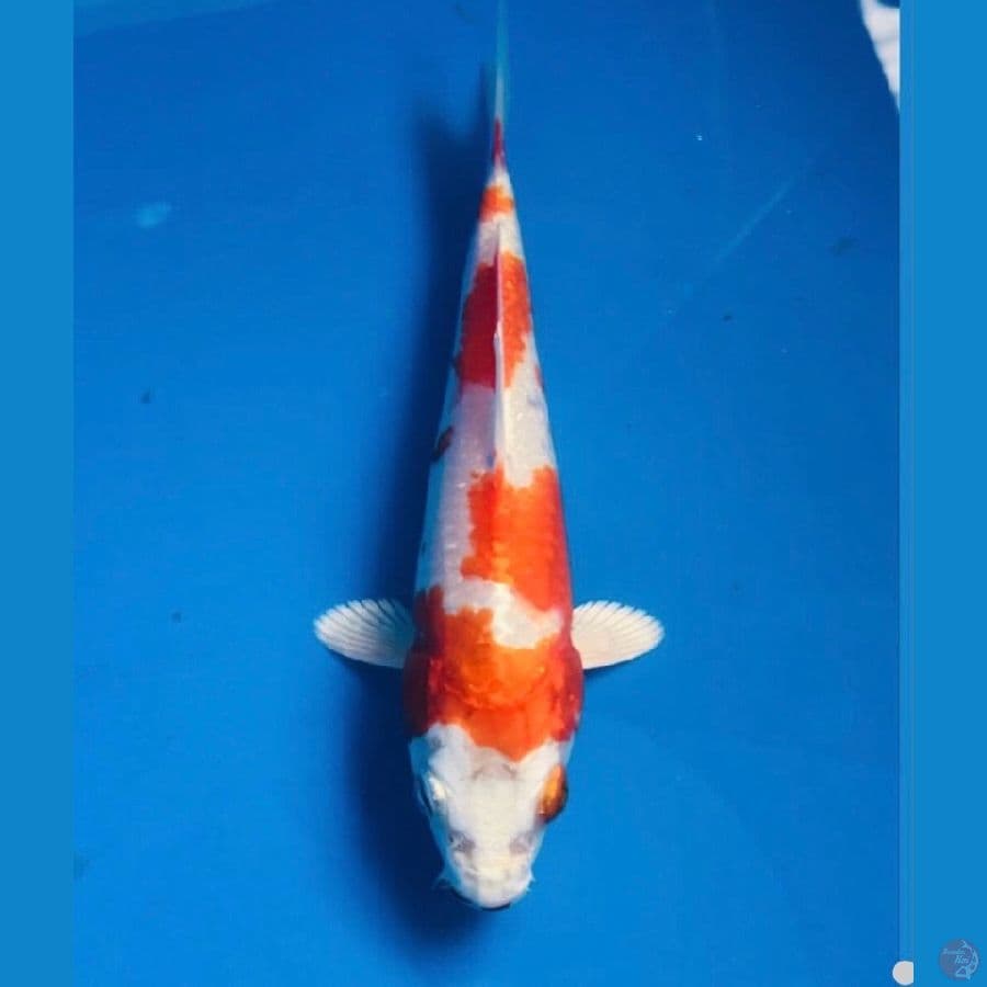 sakura ogon, 15cm