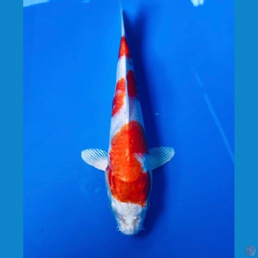 sakura ogon, 20cm