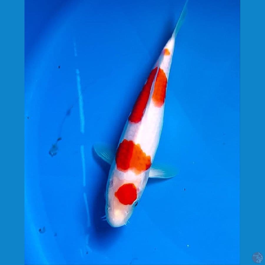 kohaku 25cm