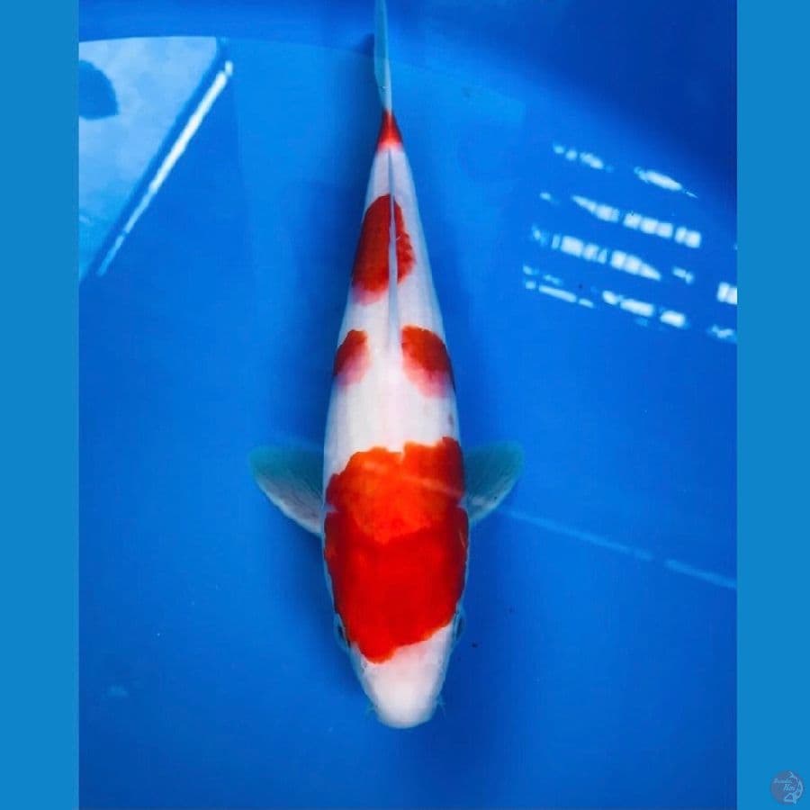 kohaku 25cm