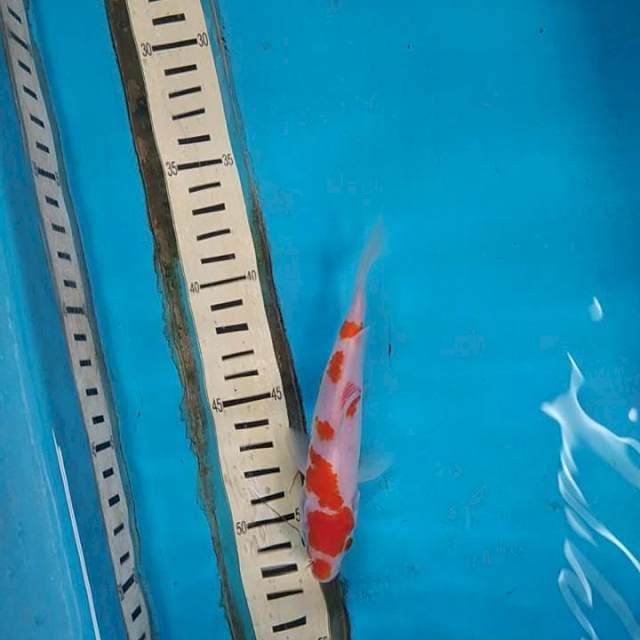 Kohaku original