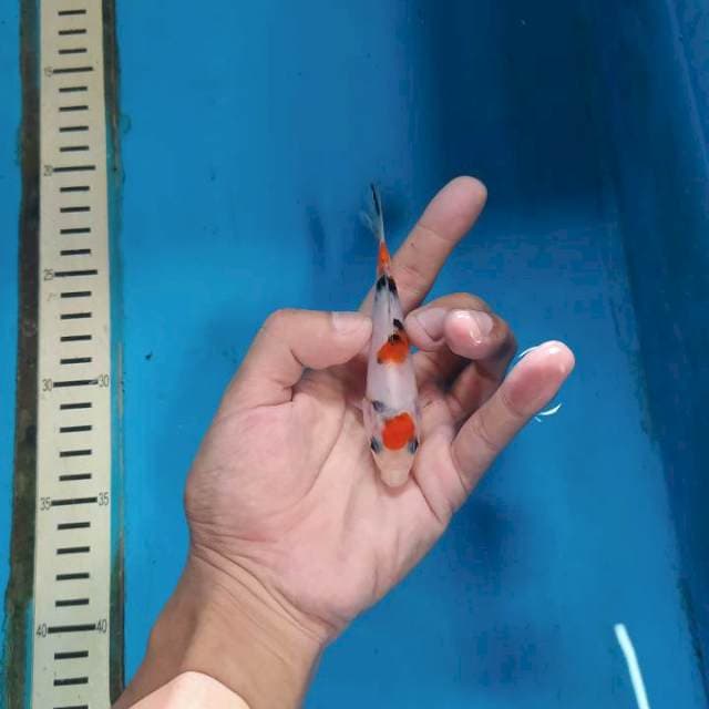 Maruten sanke