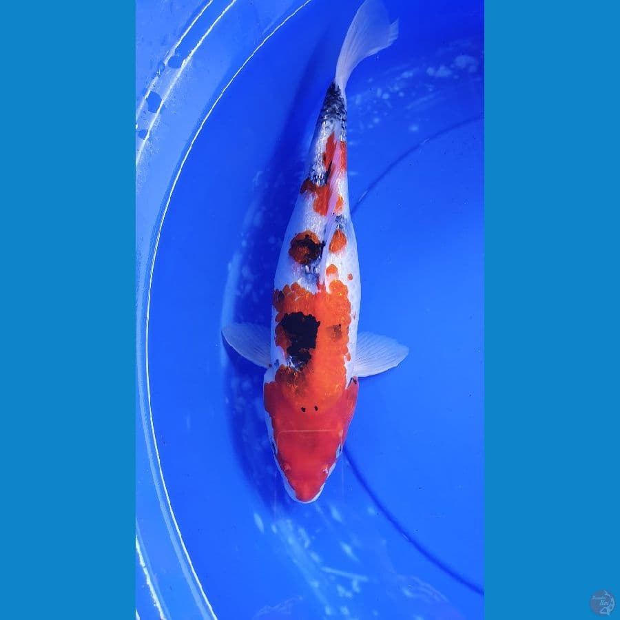 SHOWA GINRIN (FEMALE)