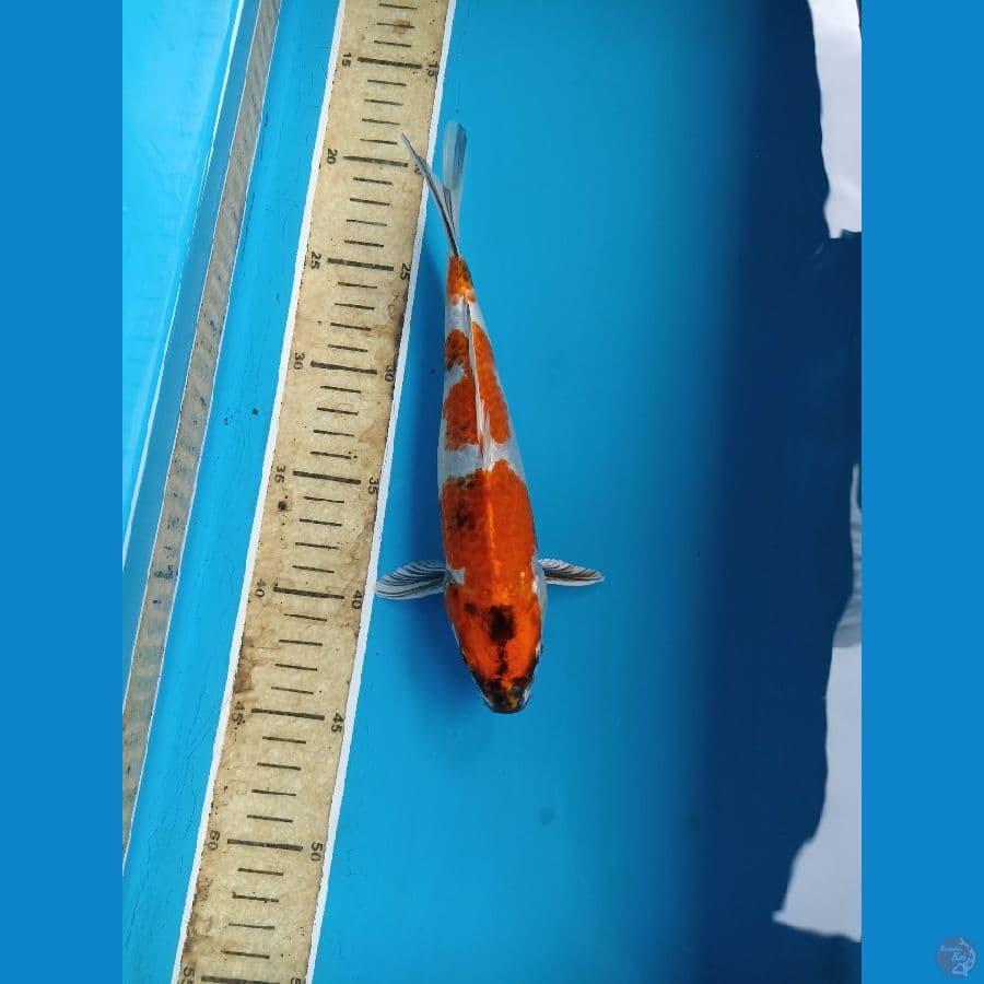 kin showa 25cm