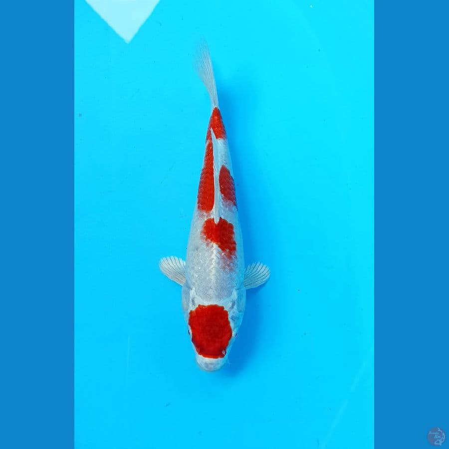 kohaku hikari 22cm