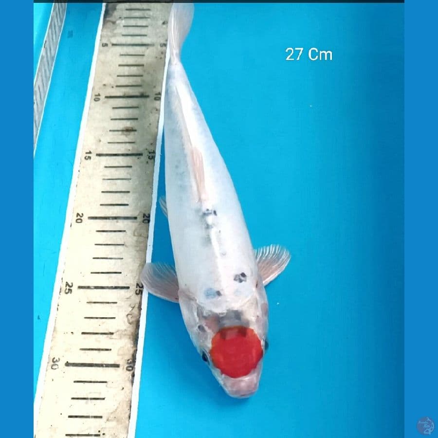 Tancho Kiko 27 Cm
