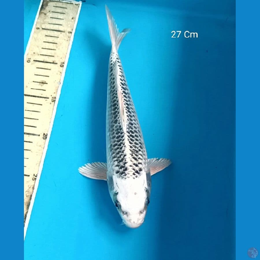 Gin Matsuba Male 27 Cm