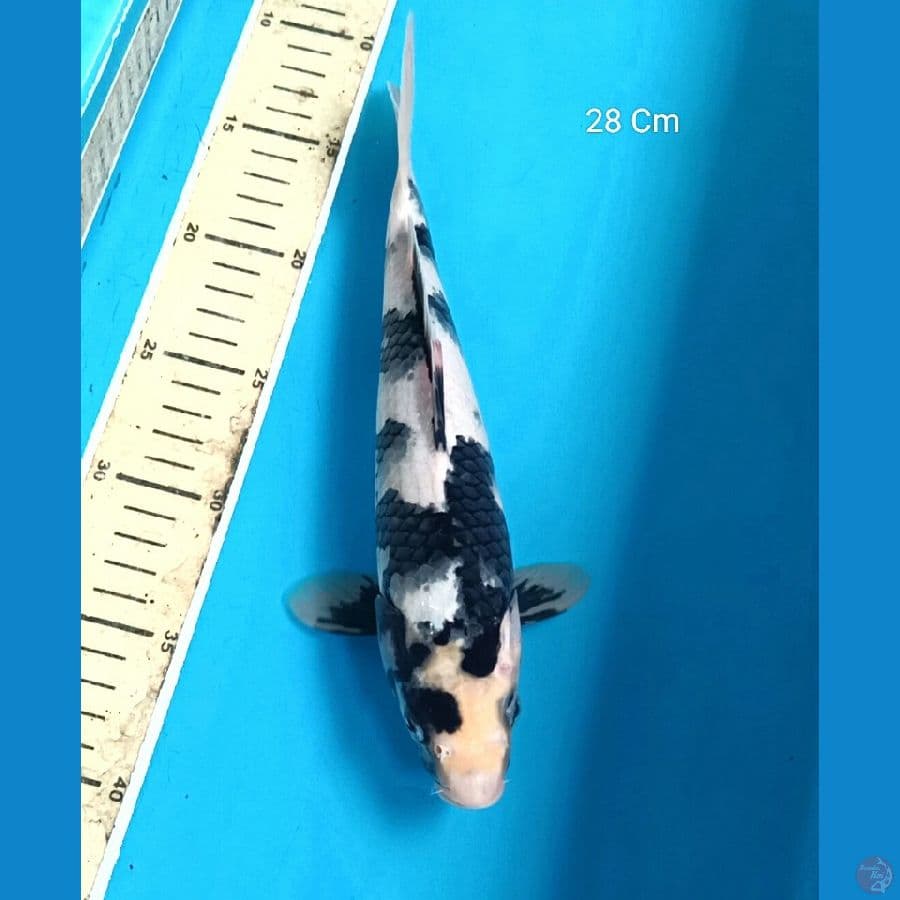 Shiro 28 Cm