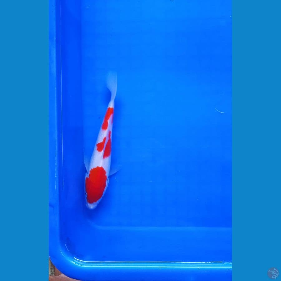 Kohaku 18 cm