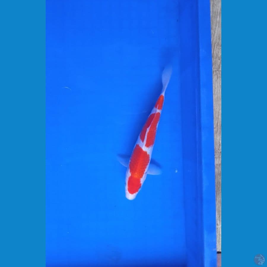 Kohaku 21 cm