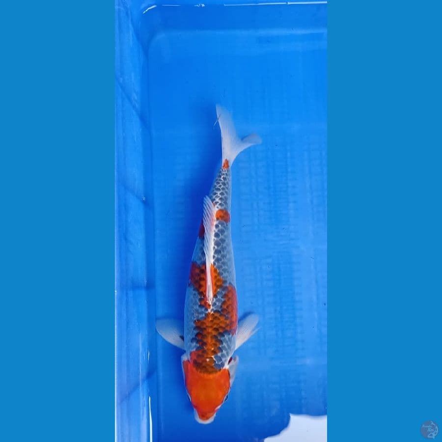 Ghosiki 37 cm