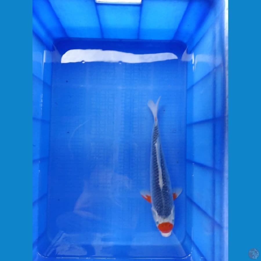 Tancho Ghosiki 37 cm