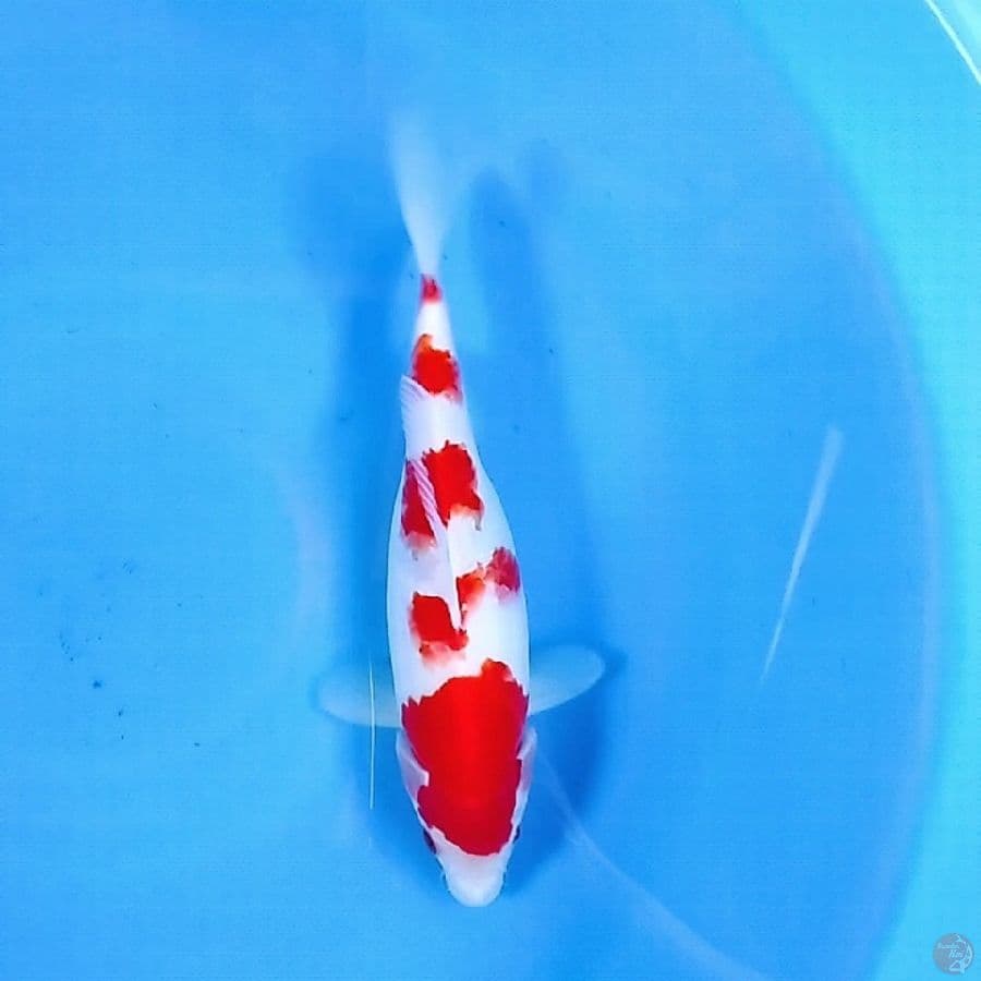 Bonsai Kohaku 25CM