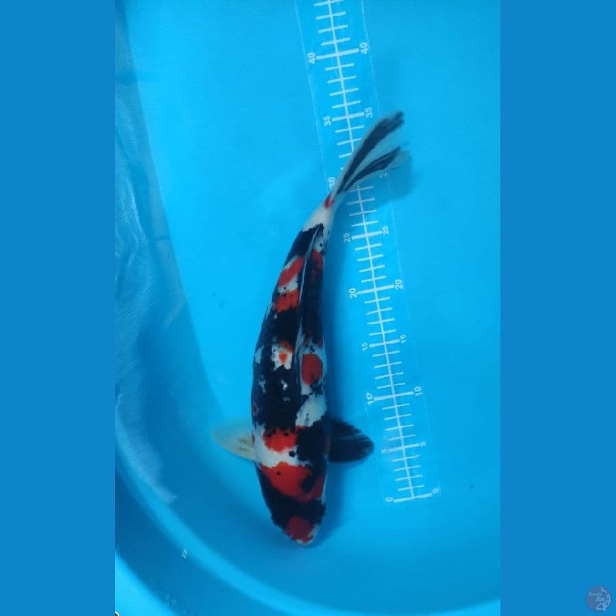 showa berpunuk 