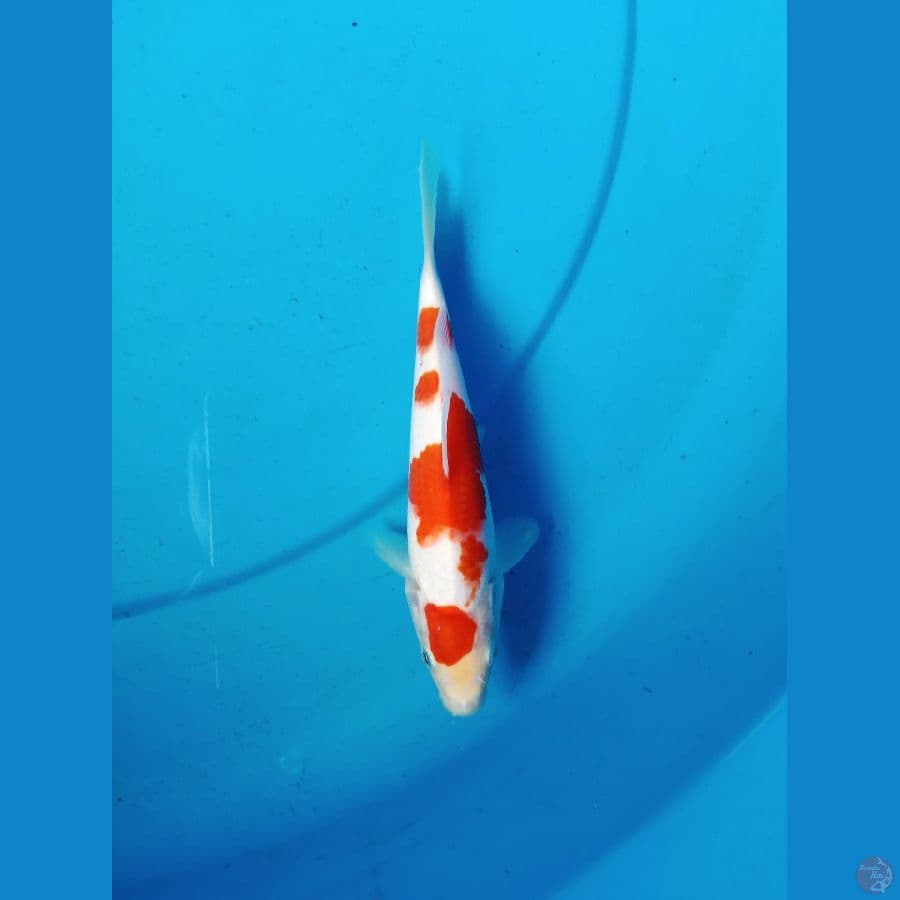 MINION KOHAKU 18 CM