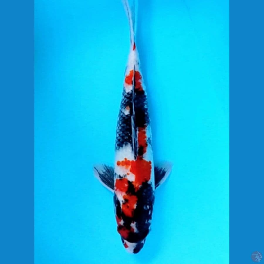 35 cm showa