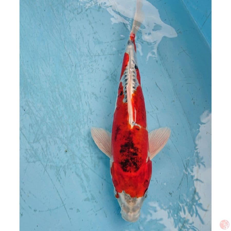 BENIKIKO 33 CM