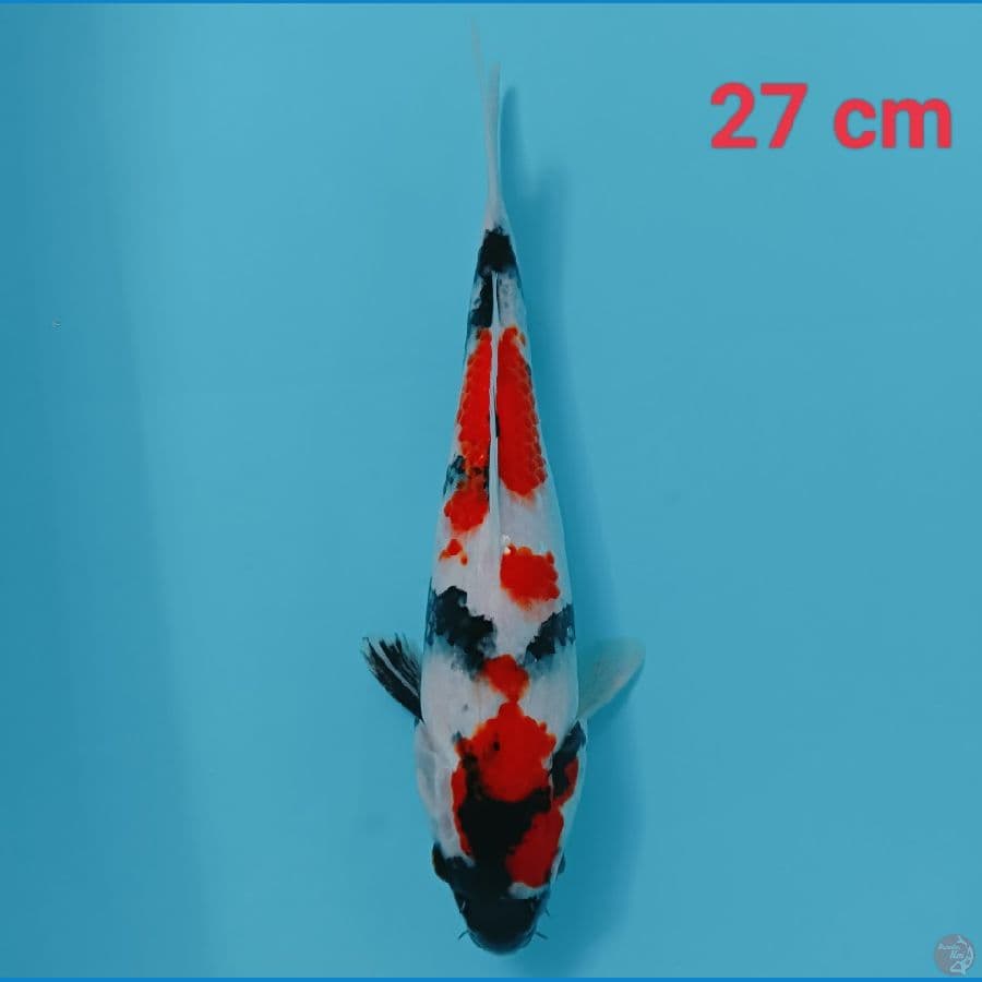 showa 27 cm