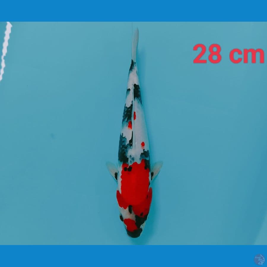 Showa 28 cm