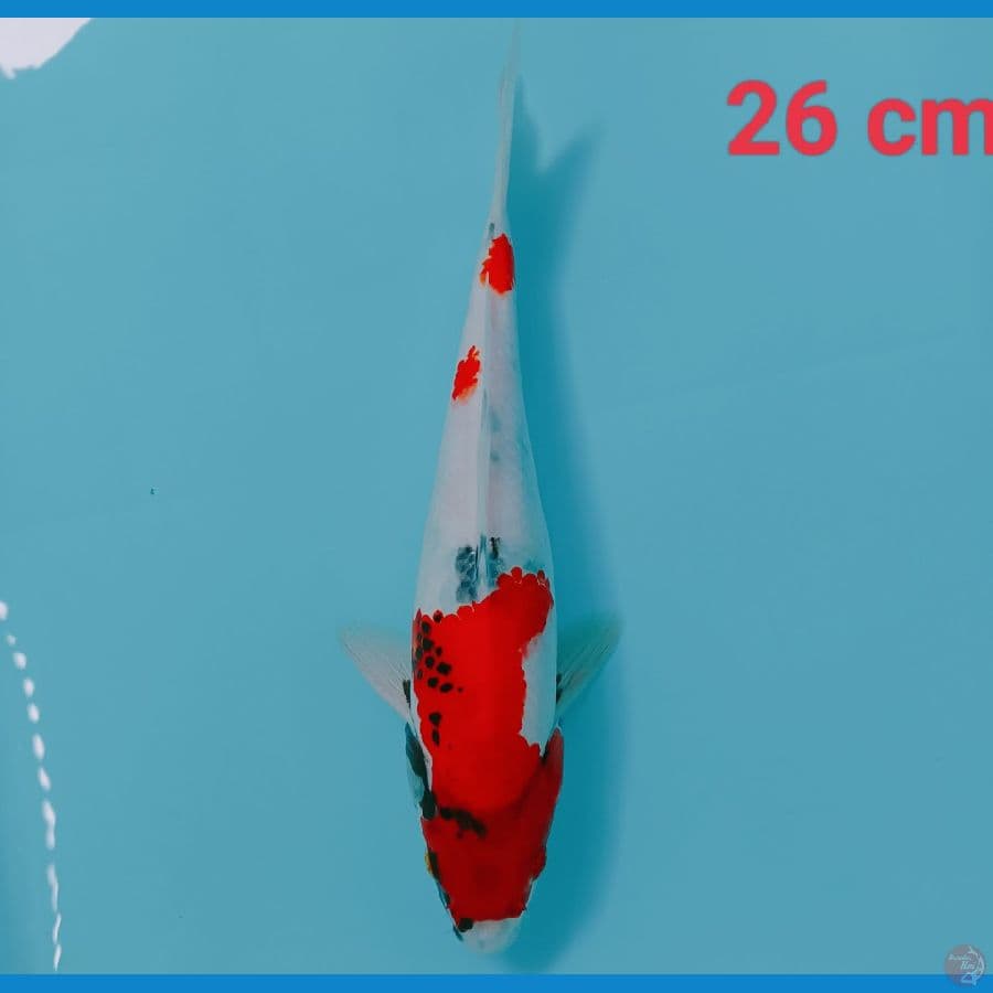 Showa 26 cm
