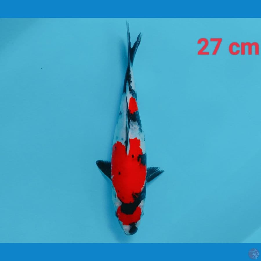 Maruten 27 cm