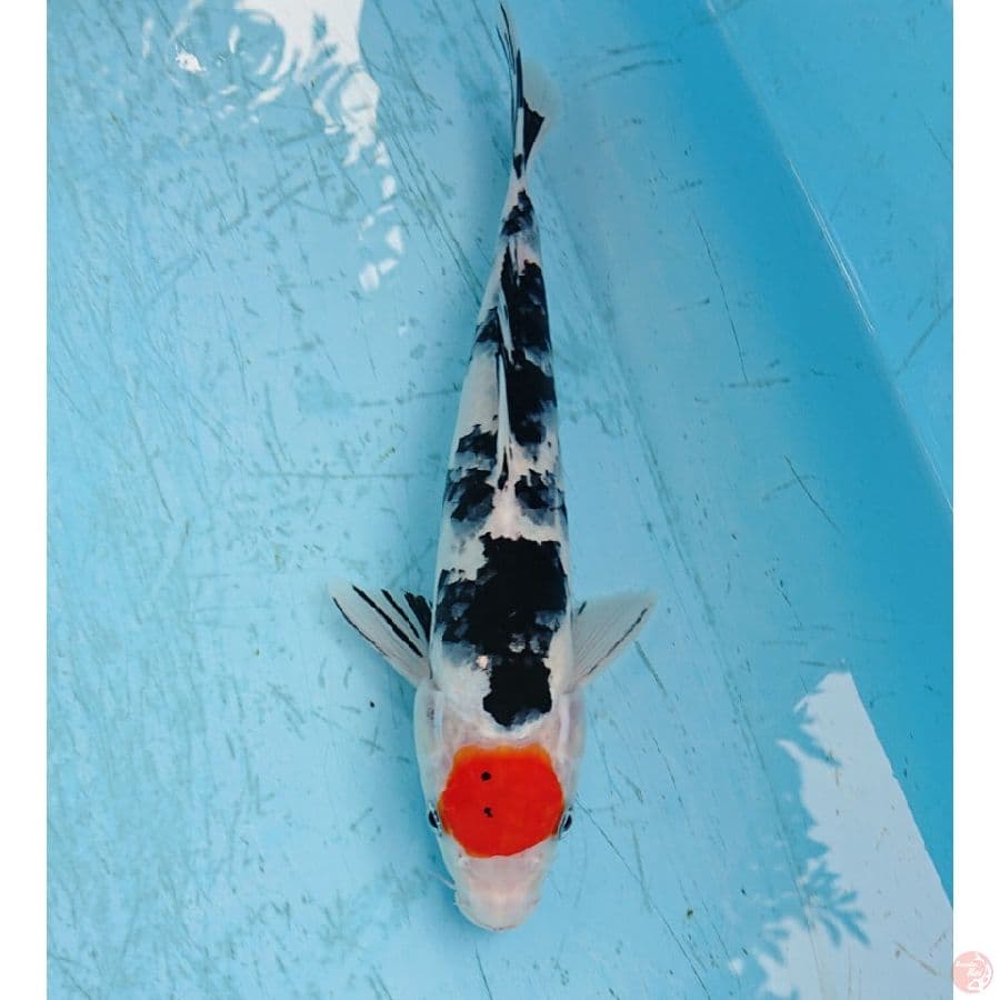 TANCHO SANKE 26 CM