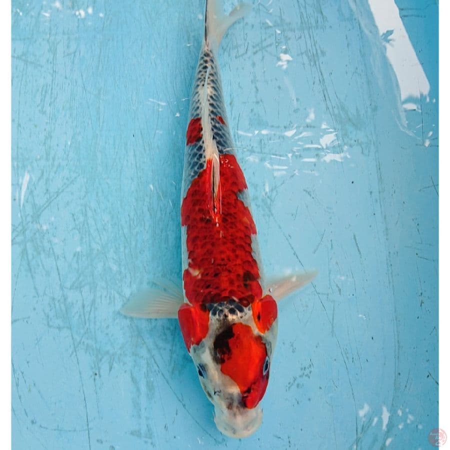 GHOSIKI 35 CM