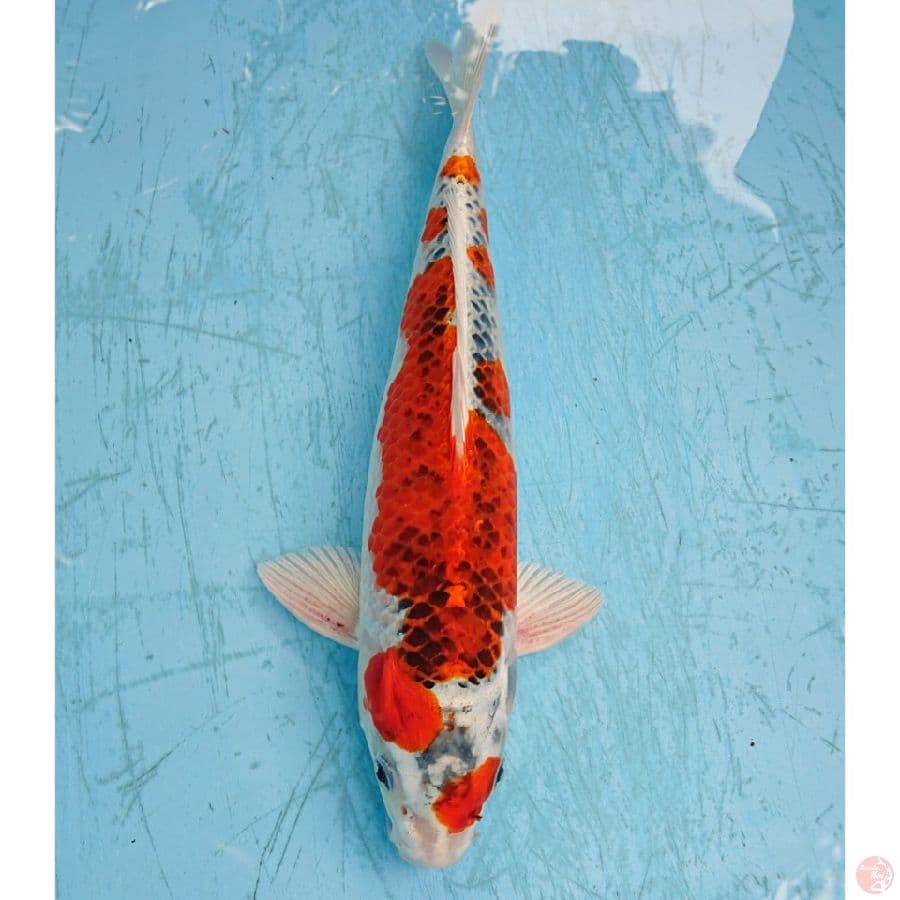 GHOSIKI 30 CM 