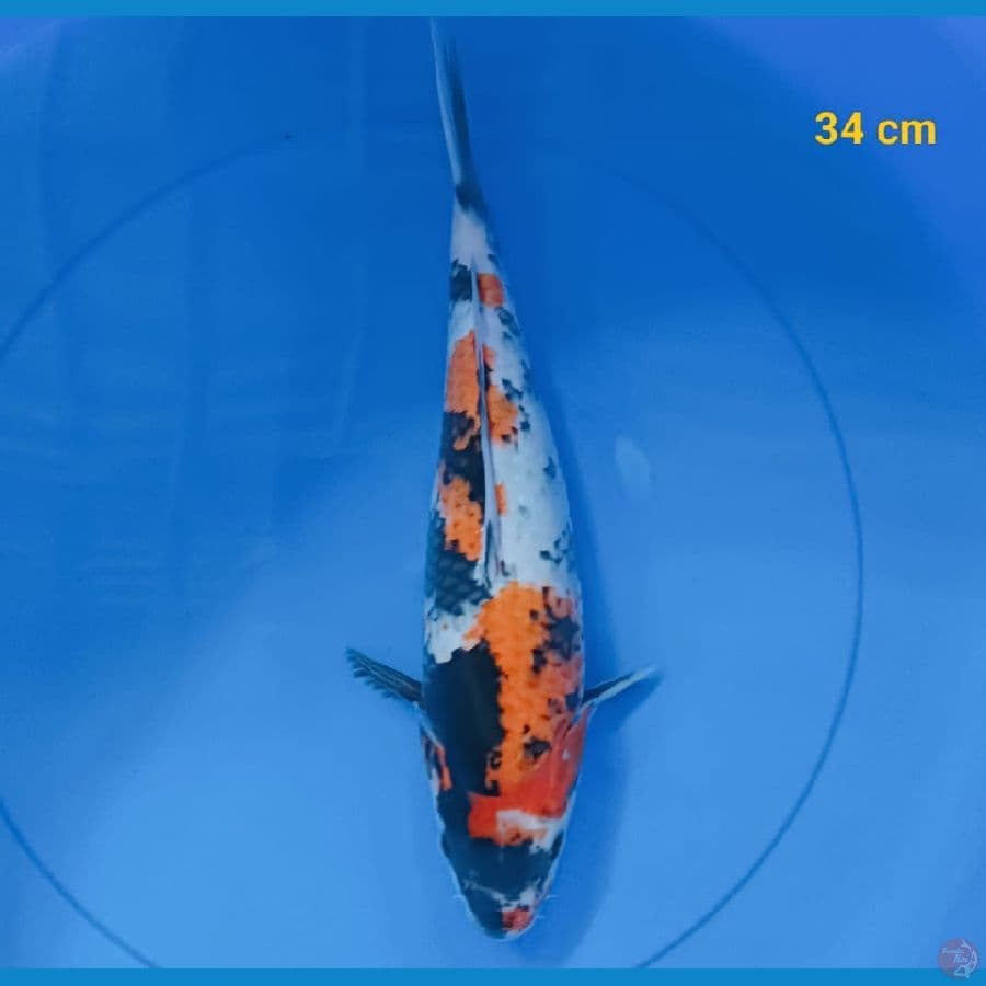 showa 34 cm