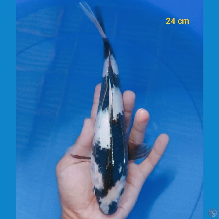 shiro 24 cm