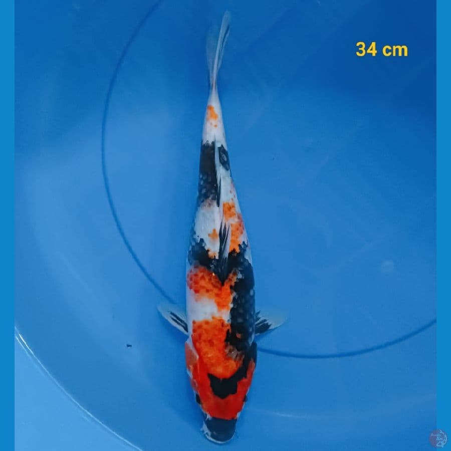 showa 34 cm