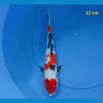 showa 32 cm
