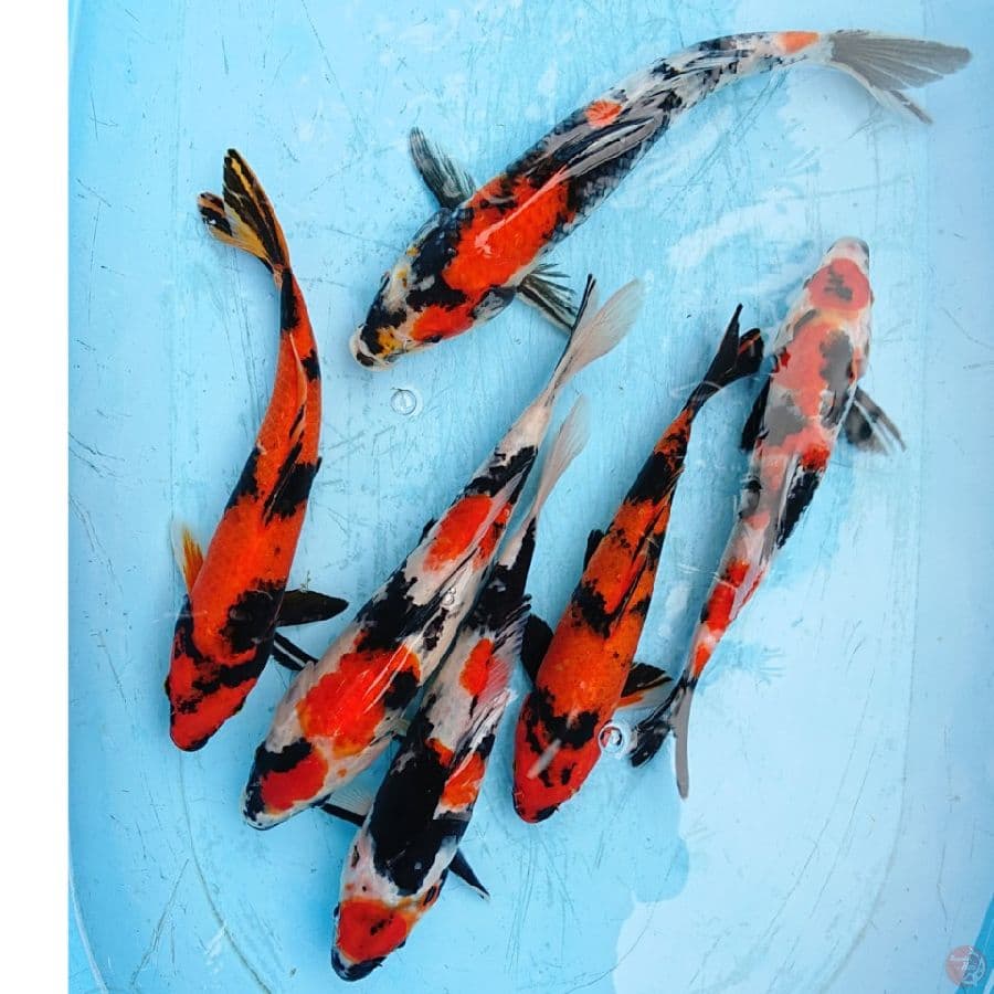 PAKET HIU ,KINDAI SHOWA 26-32 CM