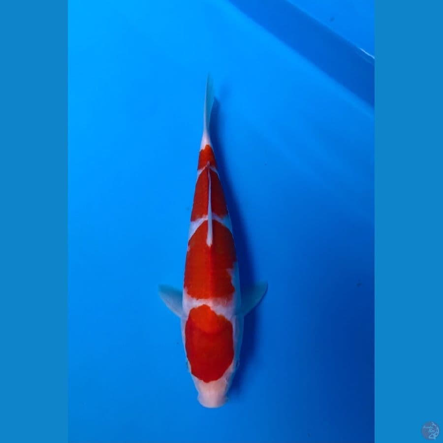 super red 25cm male