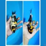 Padat# Showa Ginrin A 16cm