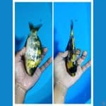 Padat# Showa Ginrin A 16cm