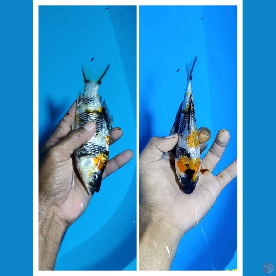Padat# Showa Ginrin A 16cm
