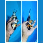 Padat# Showa Ginrin A 16cm