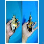 Padat# Showa Ginrin A 16cm