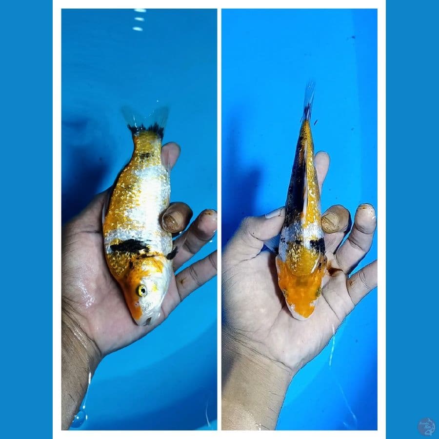 Padat# Showa Ginrin A 17cm