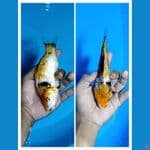 Padat# Showa Ginrin A 17cm
