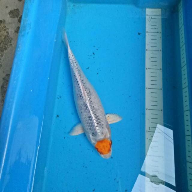Widodo_Manchunian (32 cm)