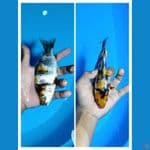 Padat# Showa Ginrin A 16cm