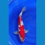 Sanke Female