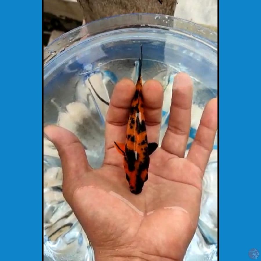 HI UTSURI bahan keep 12cm